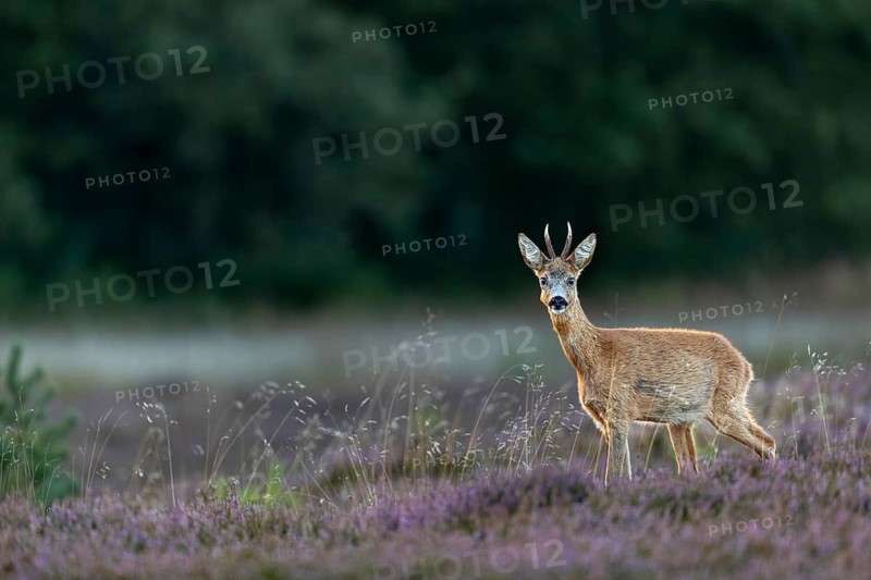The open heathland does not offer much cover and often it is only a small careless movement that draws the attention of the roebuck (Capreolus capreolus) to me, heathland, September, Denmark