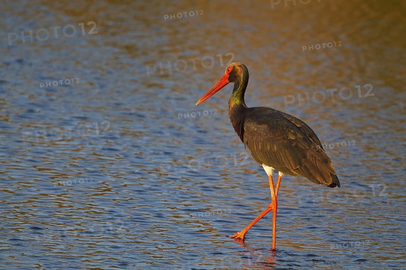 Black Stork (Ciconia nigra) foraging, Greece