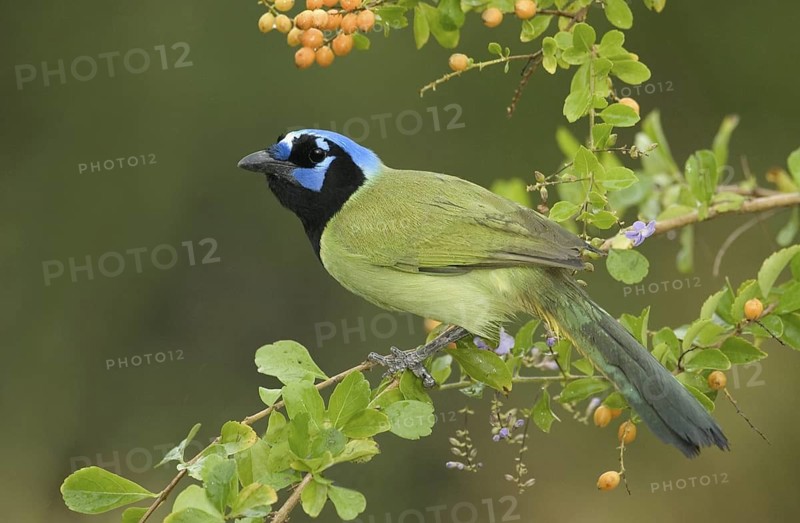 Green Jay (Cyanocorax luxuosus), Texas, USA