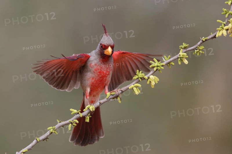 Pyrrhuloxia (Cardinalis sinuatus) male landing on a branch, Texas, USA