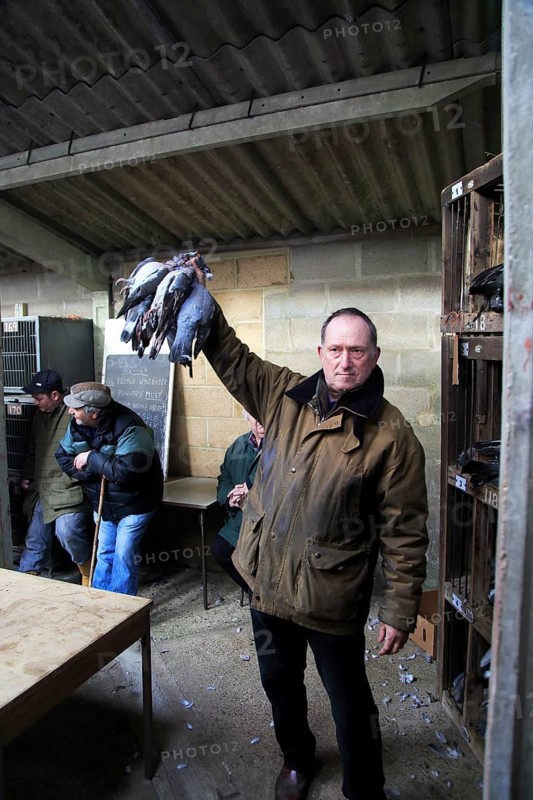 Dead wood pigeons for sale at traditional country auction, Campsea Ashe, Suffolk, England, UK