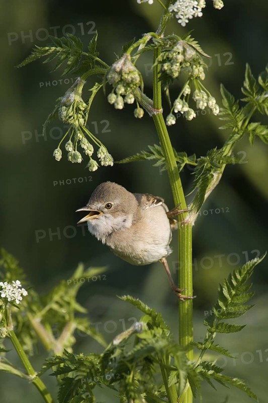 Common Whitethroat (Sylvia communis) singing, Lower Saxony, Germany
