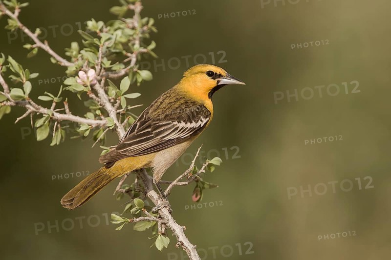 Bullock's Oriole (Icterus bullockii) male, California, USA