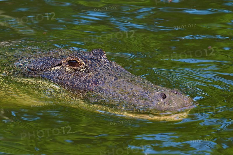 Alligator swimming in greenish water, only the head is visible, American Alligator (Alligator mississippiensis), Orlando, Florida, USA
