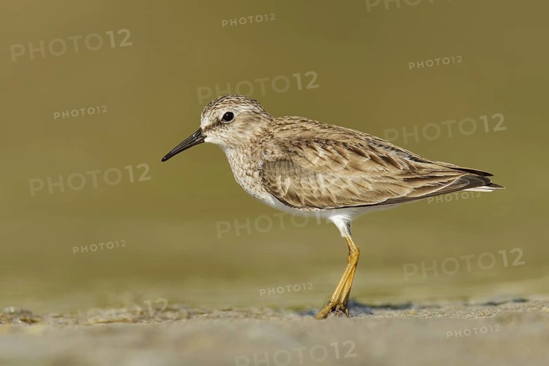 Least Sandpiper (Calidris minutilla), Florida, USA