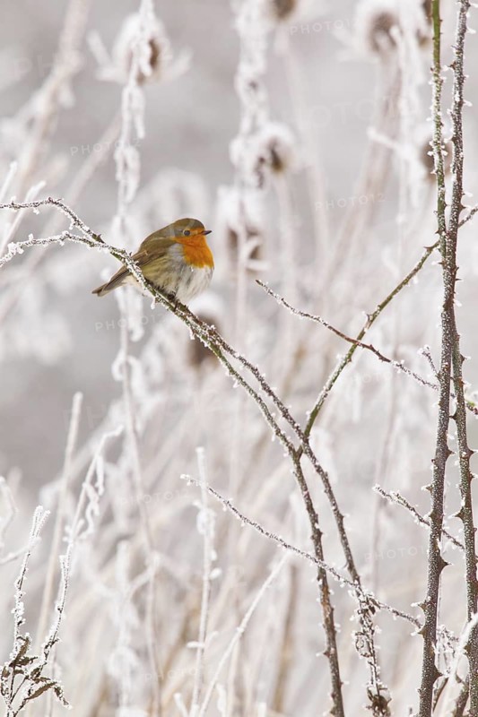 European robin (Erythacus rubecula) Germany