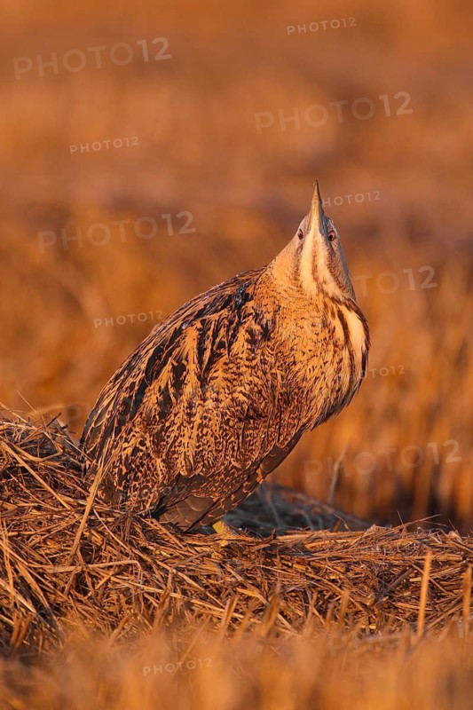 Eurasian Bittern (Botaurus stellaris), Lisbon, Portugal