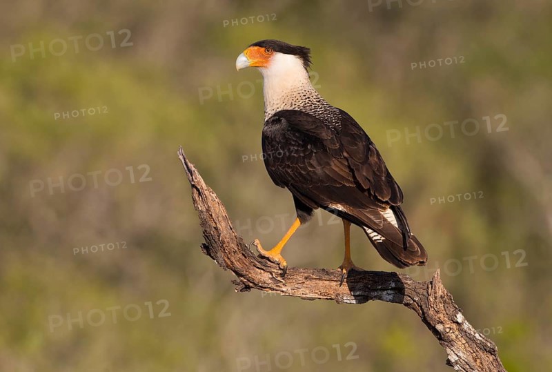 Crested Caracara (Caracara cheriway)