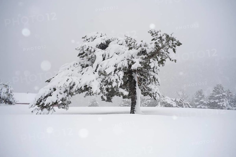 A serene winter scene in Guadarrama National Park, Spain, showcasing an Aleppo pine tree heavily covered in snow. The tranquil landscape evokes a sense of peace