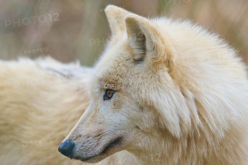 Wolf with light-coloured fur, side view, natural environment in the background, Arctic wolf (Canis lupus arctos), Germany