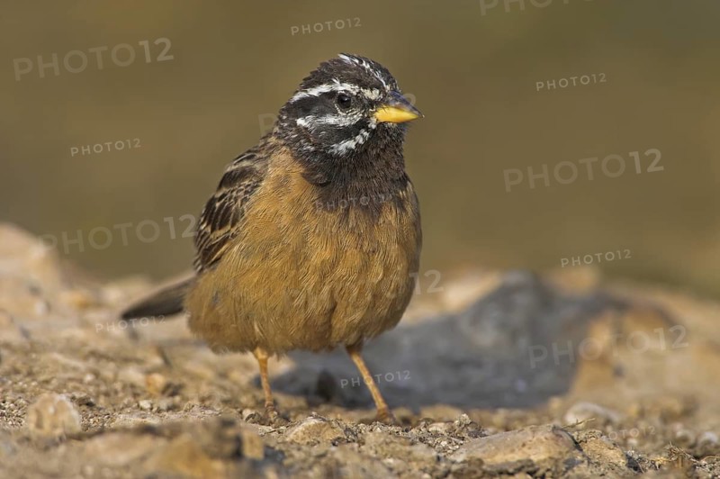 Cinnamon-breasted Bunting (Emberiza tahapisi), Oman