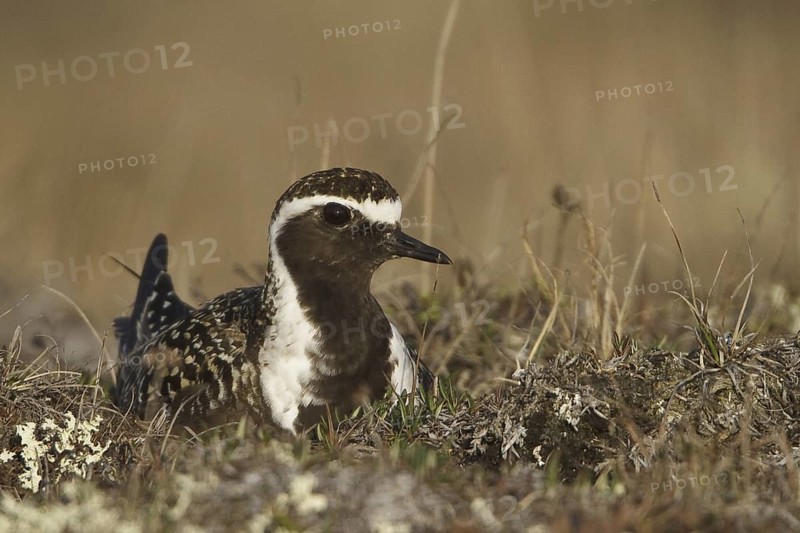 American Golden Plover (Pluvialis dominica), Manitoba, Canada