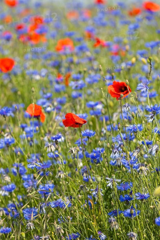 Cornflowers (Centaurea cyanus) and poppies (Papaver) blooming at the edge of a faded rape field (Brassica napus), Saxon Elbland, Saxony, Germany