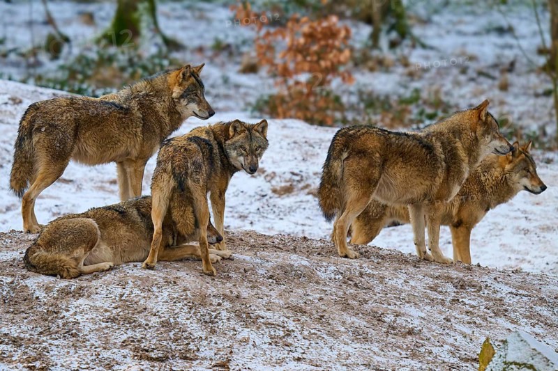 Five wolves on a hill surrounded by a wintry landscape, Winter, Wolf (Canis lupus), Germany
