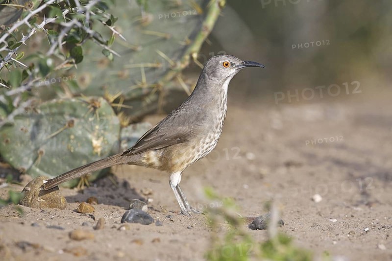 Curve-billed Thrasher Toxostoma curvirostre curvirostre Rio Grande City, Starr County, Texas, United States 27 March Adult Mimidae