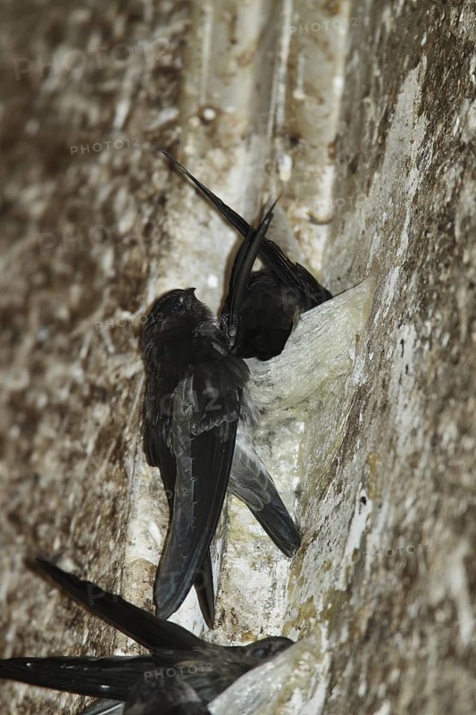 Germain's Swiftlet (Aerodramus germani), Phetchaburi, Thailand