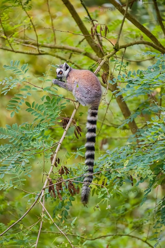 A ring-tailed lemur (Lemur catta) stands high up on a branch of tree with fresh green leafs