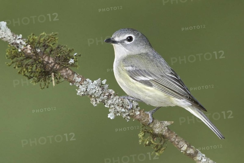 Cassin's Vireo (Vireo cassinii), British Columbia, Canada