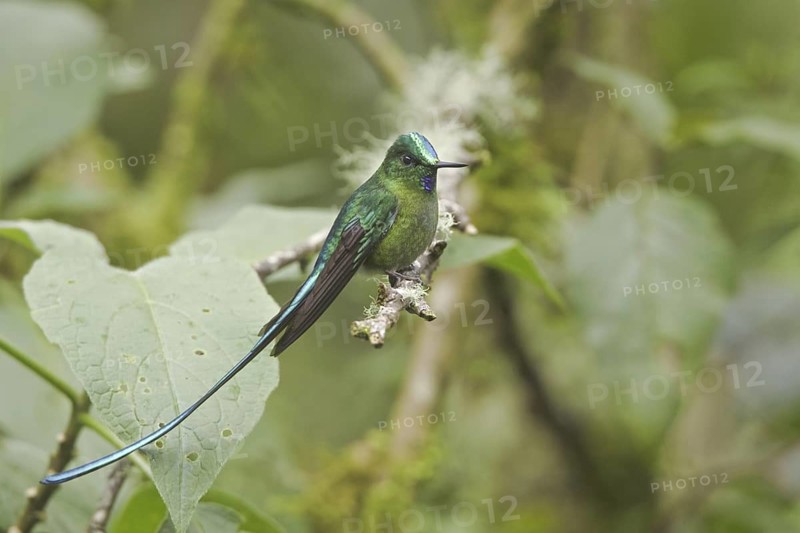 Long-tailed Sylph (Aglaiocercus kingii), Ecuador