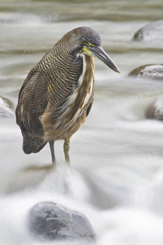 Fasciated Tiger Heron (Tigrisoma fasciatum), Costa Rica