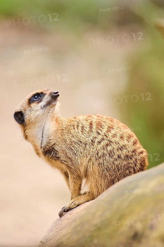 Meerkat (Suricata suricatta) sitting on the ground, Bavaria, Germany Europe