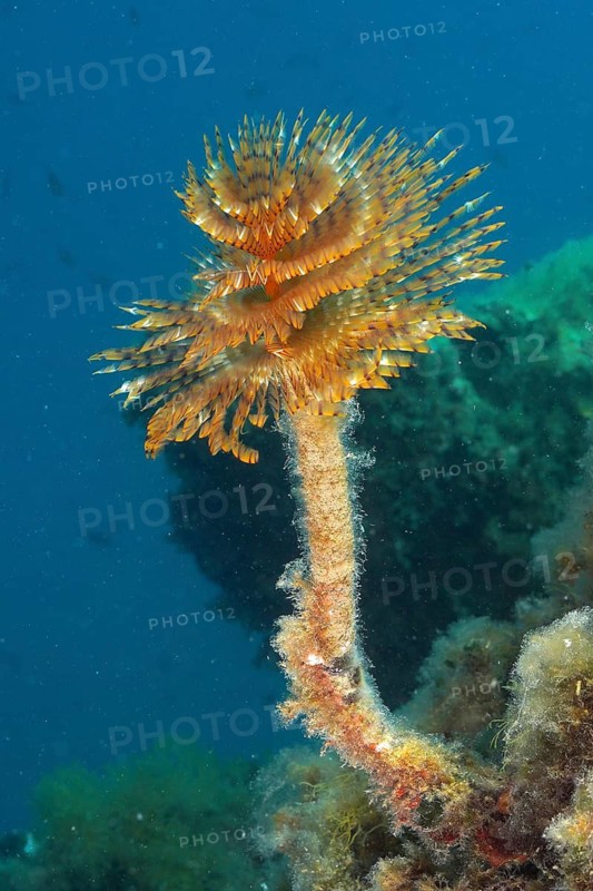 Mediterranean fanworm (Sabella spallanzanii), Dive site Marine Reserve Cap de Creus, Rosas, Costa Brava, Spain, Mediterranean Sea