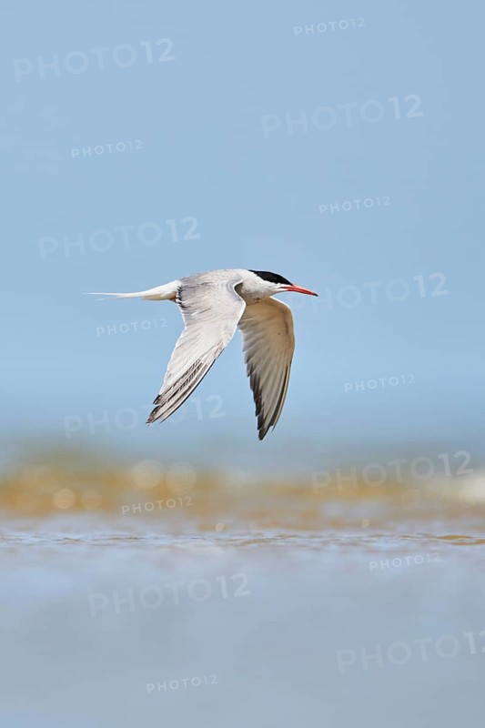 Elegant tern (Thalasseus elegans) flying in the sky above the sea, hunting, ebro delta, Catalonia, Spain