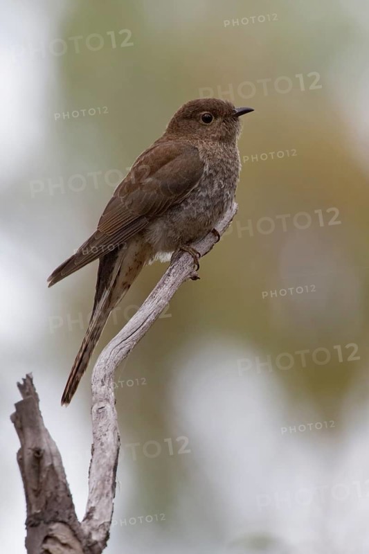 Brush Cuckoo (Cacomantis variolosus) juvenile, Victoria, Australia