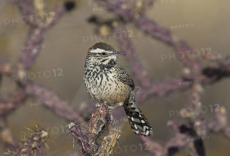 Cactus Wren (Campylorhynchus brunneicapillus), Arizona, USA
