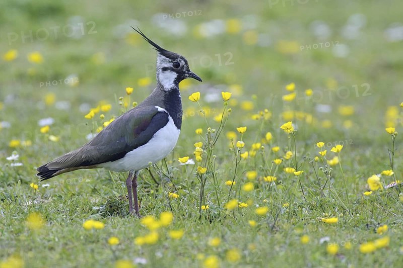 Northern Lapwing (Vanellus vanellus), Texel, Netherlands