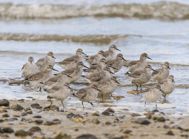 Red Knot (Calidris canutus), Schleswig-Holstein, Germany