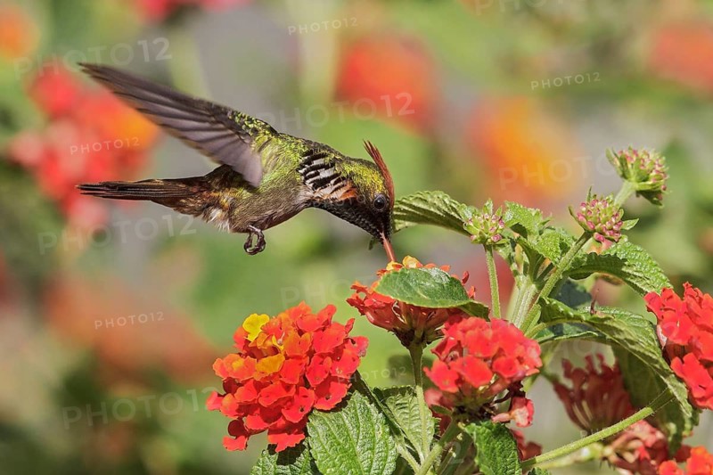 Frilled Coquette (Lophornis magnificus) flying and feeding at a flower in the Atlantic rainforest of southeast Brazil