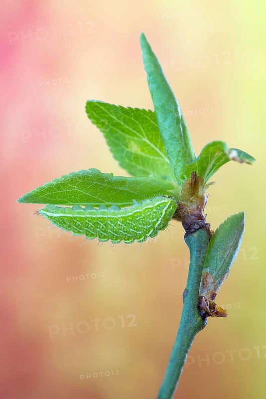 Die halberwachsene Raupe Nierenfleck-Zipfelfalter (Thecla betulae)
