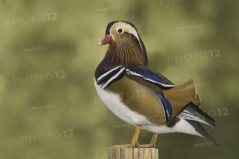Mandarin Duck (Aix galericulata) male, Arizona, USA
