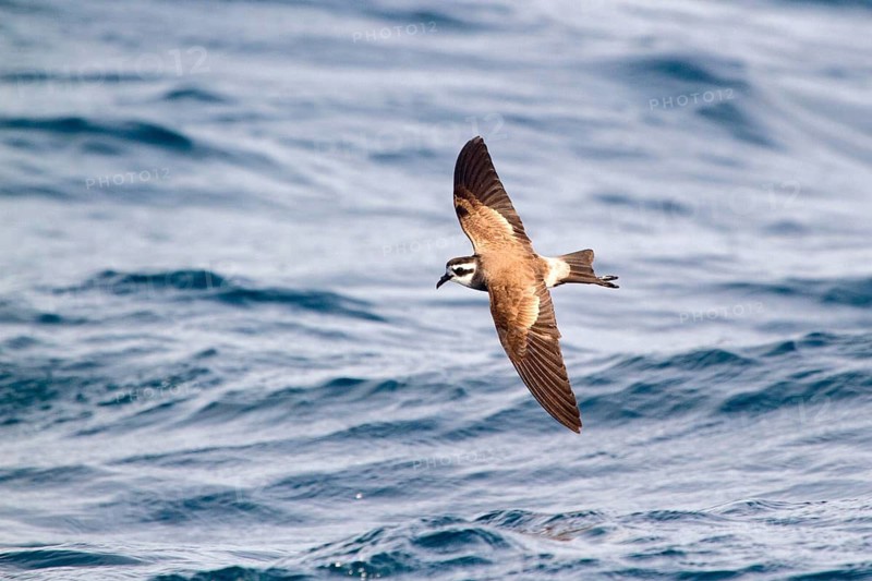 White-faced Storm Petrel (Pelagodroma marina maoriana) flying, Hauraki Gulf, off North Island, New Zealand