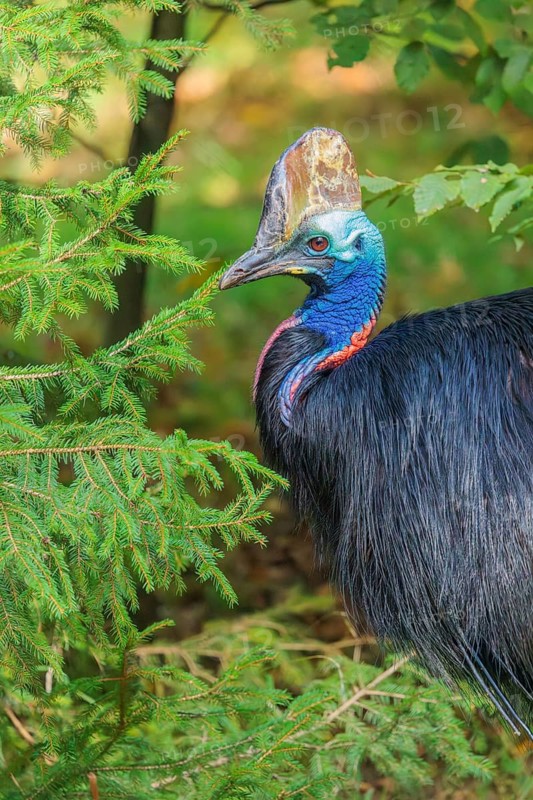 Portrait of a Southern Cassowary (Casuarius casuarius). Indonesia, Papua New Guinea, NE Australia