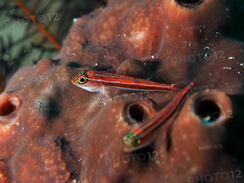 A small red fish, striped threefin (Helcogramma striata), resting on a dark brown sponge in the sea, dive site Sweet Reef, Penyapangan, Bali, Indonesia