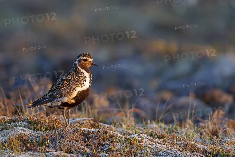 European Golden Plover (Pluvialis apricaria), Iceland
