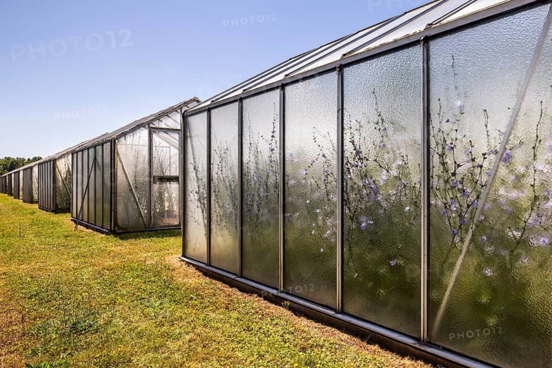 Chicory (Cichorium intybus) in mini-greenhouses at the Leibniz Institute of Plant Genetics and Crop Plant Research IPK Gatersleben, Seeland, Saxony-Anhalt, Germany
