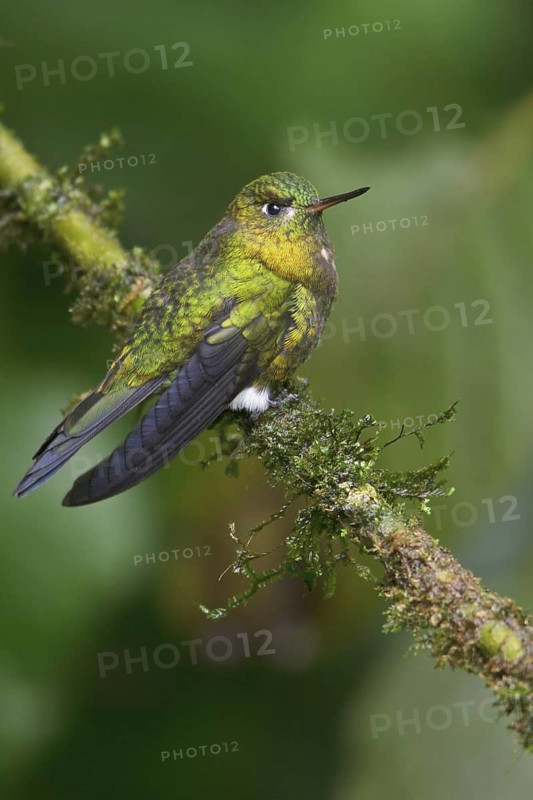 Golden-breasted Puffleg (Eriocnemis mosquera) perched on a branch in Ecuador, South America