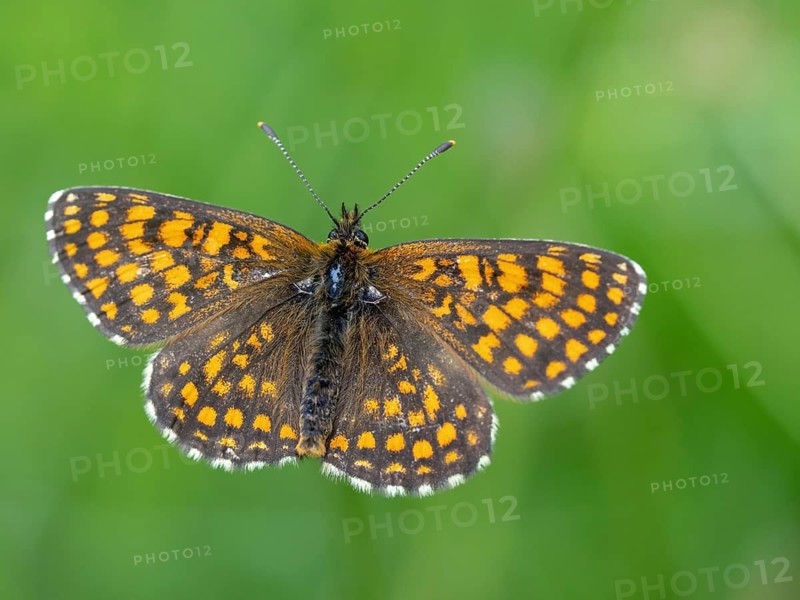 Fritillary butterfly, Common fritillary, (Melitaea athalia), butterfly, butterflies, moths, insect, insects, Black Forest, Feldberg region, Baden-Württemberg, Federal Republic of Germany