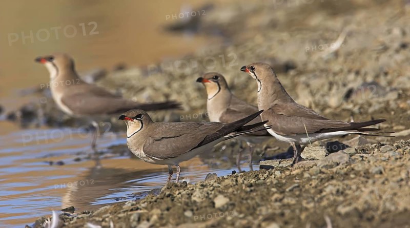 Collared Pratincole (Glareola pratincola), Extremadura, Spain