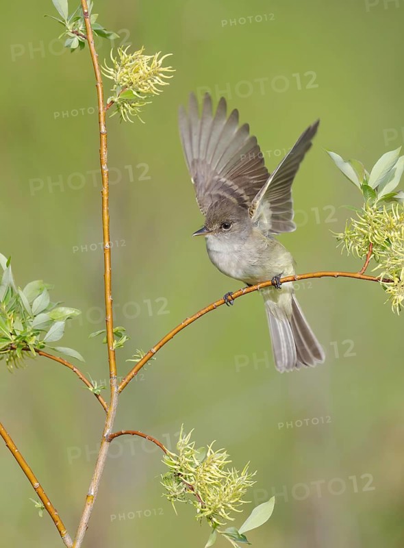 Willow Flycatcher (Empidonax traillii) flapping, perched on a branch, British Columbia, Canada