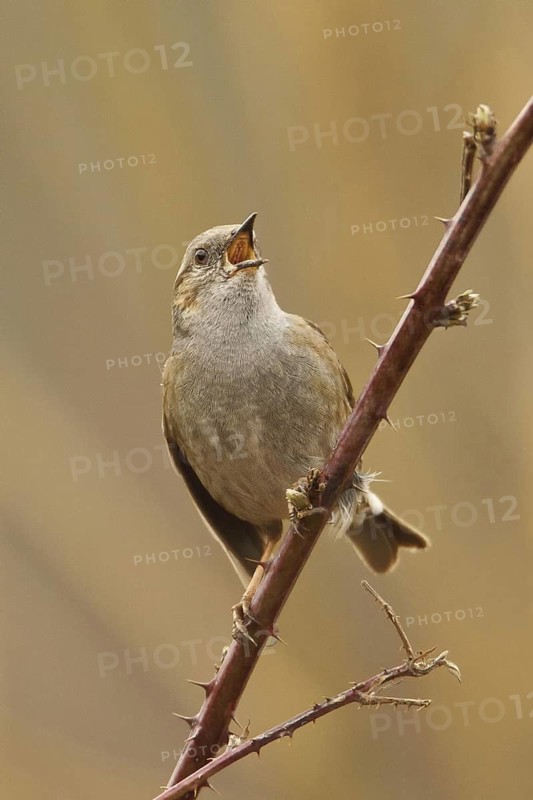 Dunnock (Prunella modularis) male singing, Rhineland-Palatinate, Germany