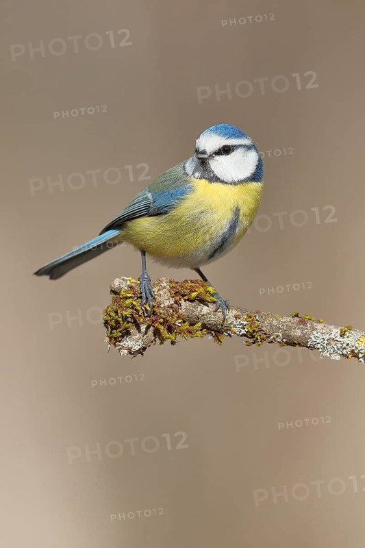 Blue tit (Parus caeruleus), sitting on moss-covered branch, Wilden, North Rhine-Westphalia, Germany