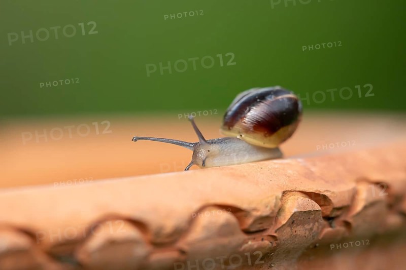 Striped snail (Cernuella virgata) adult gastropod molluscs on a garden plant pot in summer, England, United Kingdom