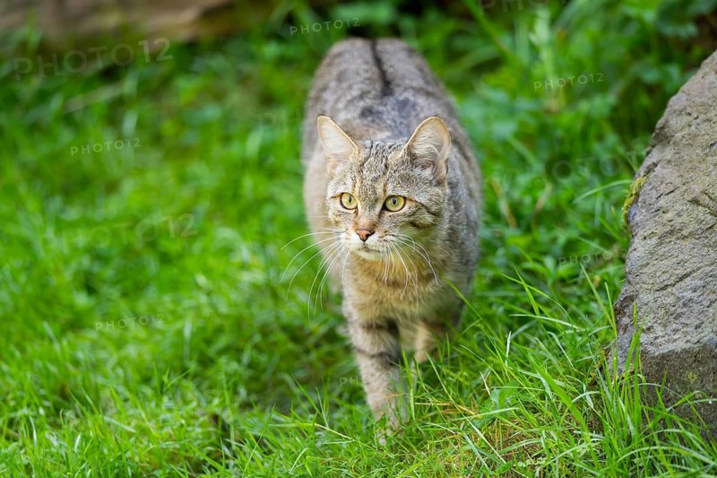 European wildcat (Felis silvestris silvestris) on a meadow, Hesse, Germany