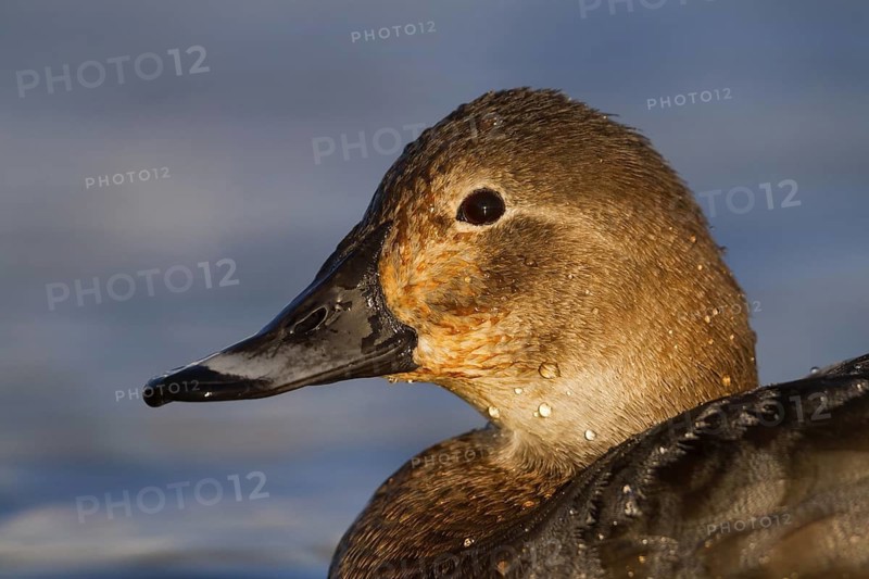 Common Pochard (Aythya ferina) female, Bavaria, Germany