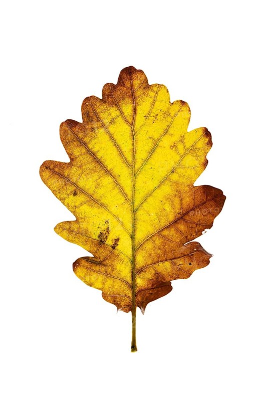 Autumn leaf, Vechta, Lower Saxony, Germany