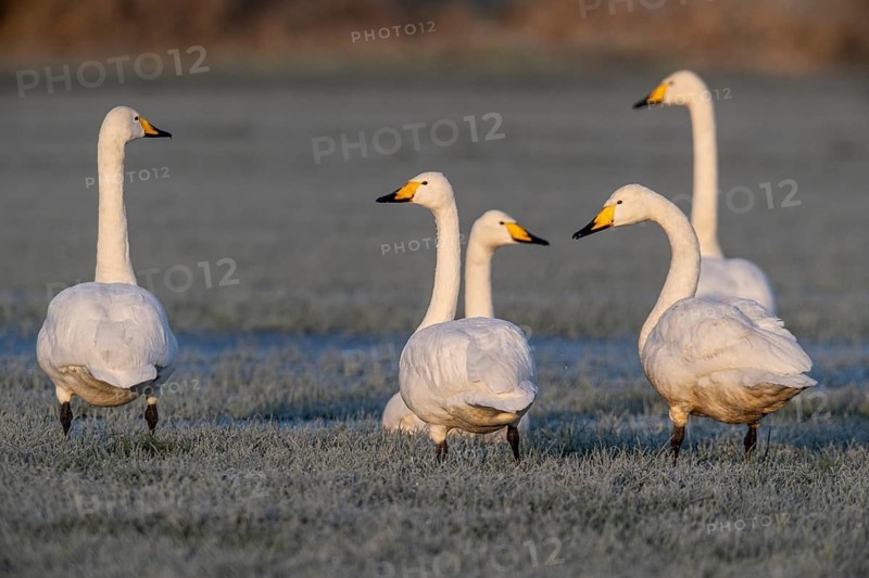 Whooper swans (Cygnus cygnus), Emsland, Lower Saxony, Germany